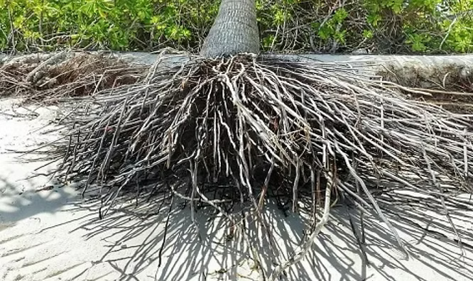 Exposed tree roots spreading across sandy ground, illustrating foundational support and stability concepts for organizational wellbeing